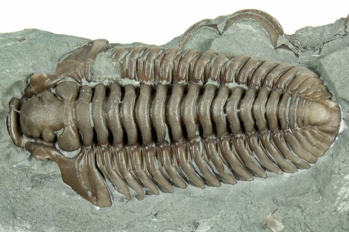 Long Prone Flexicalymene Trilobite Molt - Indiana #325804
